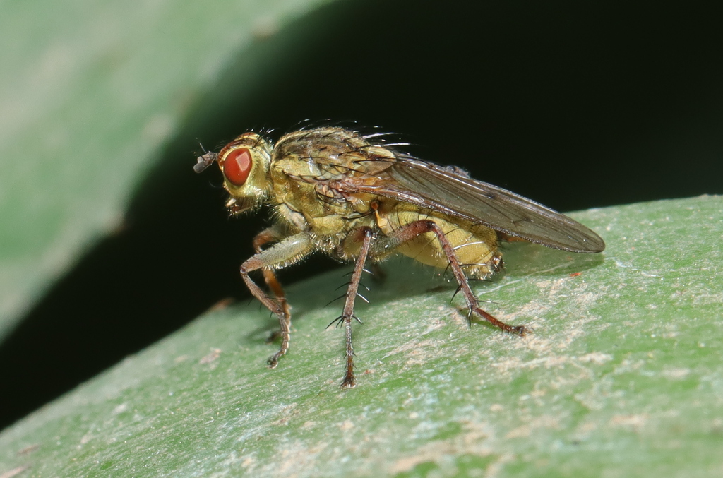 African Dungfly
