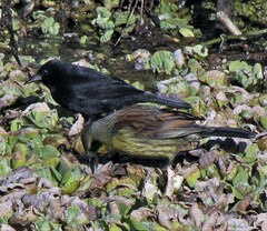 Agelasticus cyanopus