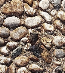Halyomorpha halys