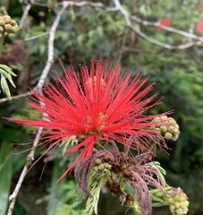 Calliandra tweediei