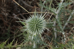 Echinops spinosissimus