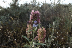 Salvia pomifera