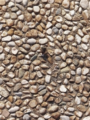 Halyomorpha halys