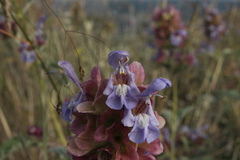 Salvia pomifera