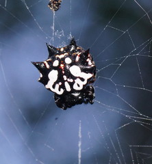 Gasteracantha sacerdotalis