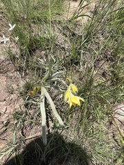 Hypoxis rigidula