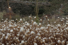 Atractylis cancellata