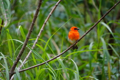 Foudia madagascariensis