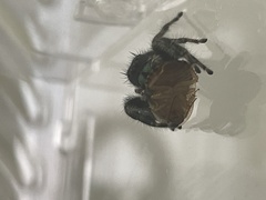 Phidippus audax