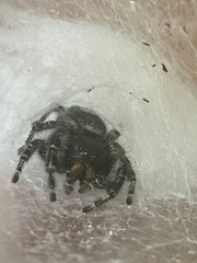 Phidippus audax