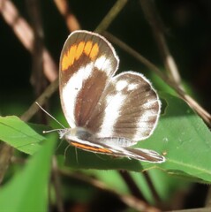 Colotis euippe omphale