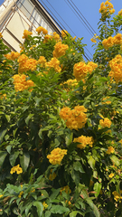 Tecoma stans