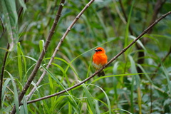 Foudia madagascariensis