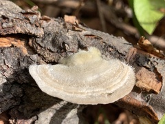 Trametes hirsuta