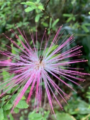 Calliandra selloi