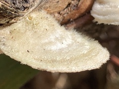 Trametes hirsuta