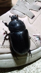 Oryctes nasicornis grypus