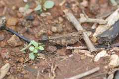 Trilophidia annulata