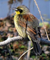 Agelasticus cyanopus