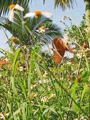 Siproeta epaphus epaphus