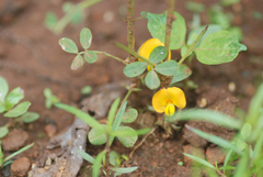 Arachis hypogaea