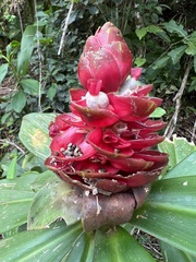 Costus