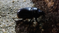 Oryctes nasicornis grypus