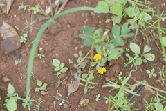 Arachis hypogaea