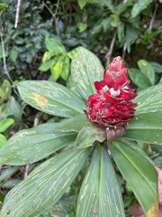 Costus