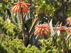 Nectarinia famosa