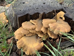 Phyllotopsis nidulans