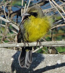 Agelasticus cyanopus