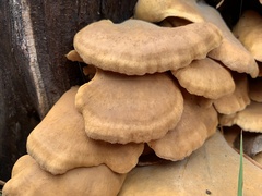 Phyllotopsis nidulans