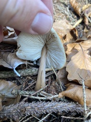 Rhodocollybia