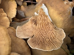 Phyllotopsis nidulans