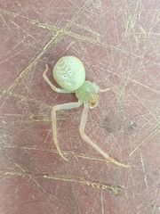 Olios