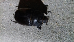 Oryctes nasicornis grypus