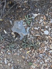 Frasera albomarginata