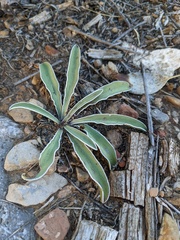 Frasera albomarginata