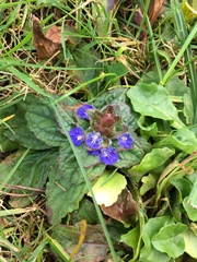 Ajuga reptans