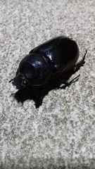 Oryctes nasicornis grypus