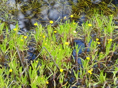 Cotula coronopifolia