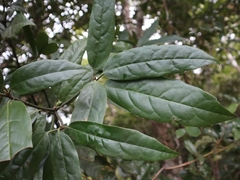 Aucuba chinensis
