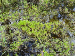 Cotula coronopifolia