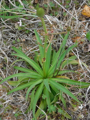 Eryngium sanguisorba
