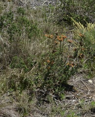 Leonotis ocymifolia