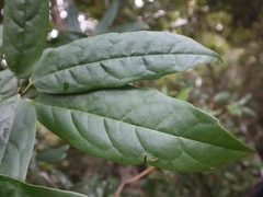 Aucuba chinensis