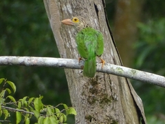 Psilopogon lineatus
