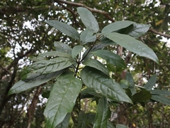 Aucuba chinensis