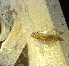 Pseudophyllodromiinae